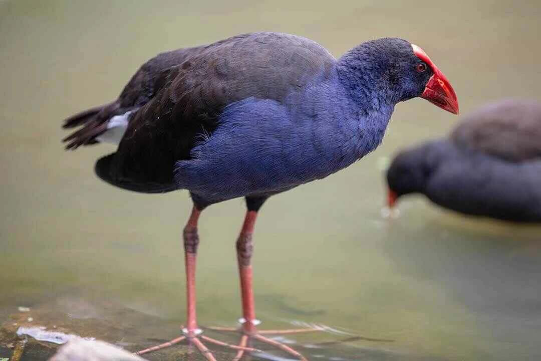 Purple Swamphen